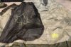 orb-2503300816-od-081561230_3.jpg